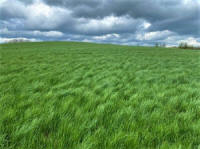 Žolių, sportinės velėnos, žolių, ganyklų žolių mišiniai. Lenkiškos žolės sėklos