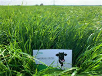 Žolių, sportinės velėnos, žolių, ganyklų žolių mišiniai. Lenkiškos žolės sėklos