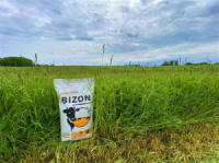 Žolių, sportinės velėnos, žolių, ganyklų žolių mišiniai. Lenkiškos žolės sėklos