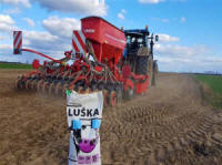 Žolių, sportinės velėnos, žolių, ganyklų žolių mišiniai. Lenkiškos žolės sėklos