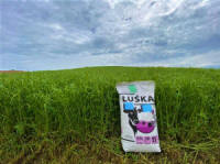 Žolių, sportinės velėnos, žolių, ganyklų žolių mišiniai. Lenkiškos žolės sėklos