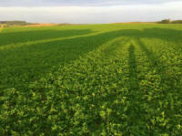 Žolių, sportinės velėnos, žolių, ganyklų žolių mišiniai. Lenkiškos žolės sėklos