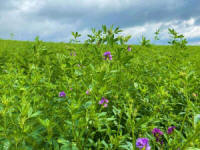 Žolių, sportinės velėnos, žolių, ganyklų žolių mišiniai. Lenkiškos žolės sėklos