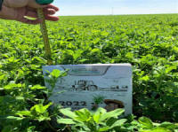 Žolių, sportinės velėnos, žolių, ganyklų žolių mišiniai. Lenkiškos žolės sėklos