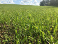 Žolių, sportinės velėnos, žolių, ganyklų žolių mišiniai. Lenkiškos žolės sėklos 09