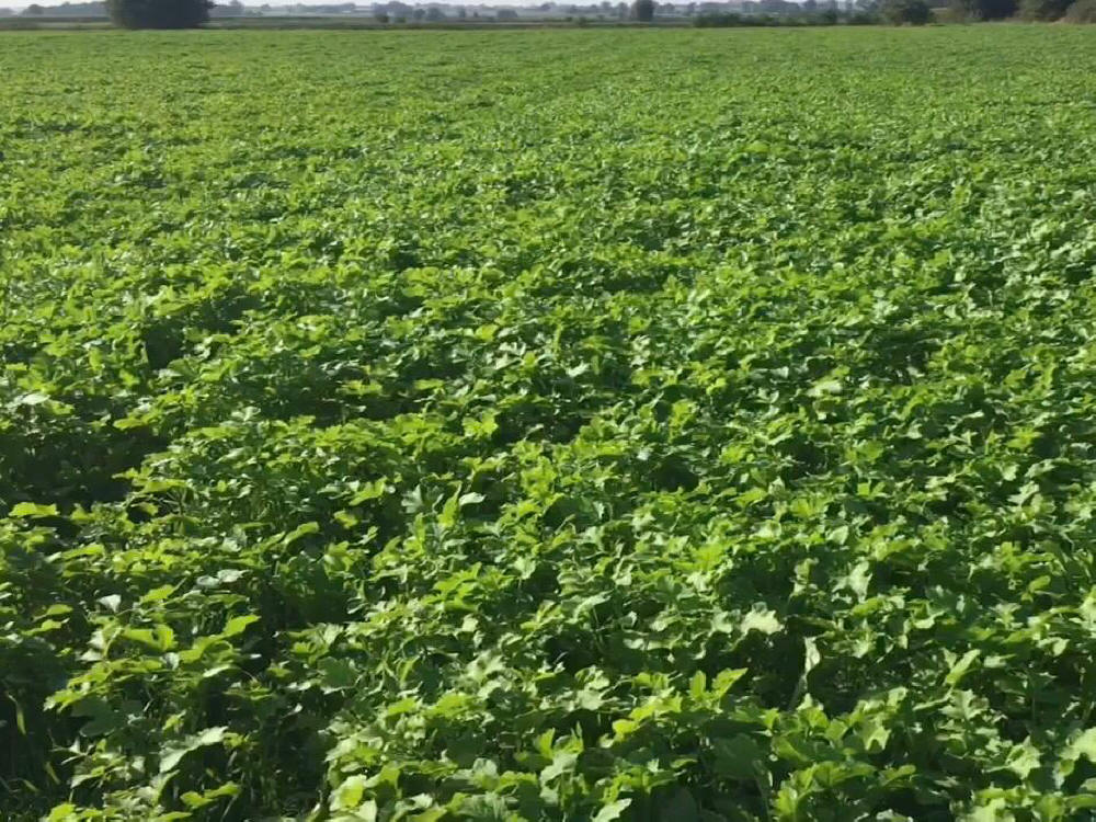 Žolių mišiniai, sportinės vejos, žolės, ganyklų žolės