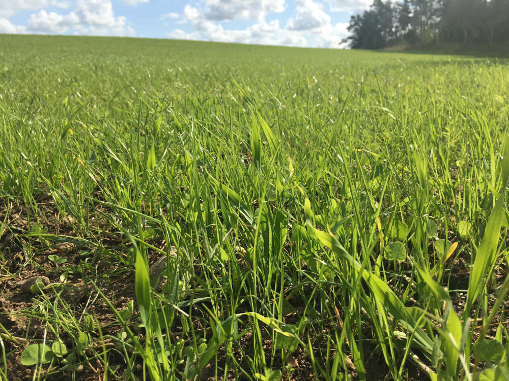 Žolių mišiniai, sportinės vejos, žolės, ganyklų žolės
