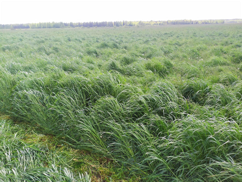 Žolių mišiniai, sportinės vejos, žolės, ganyklų žolės