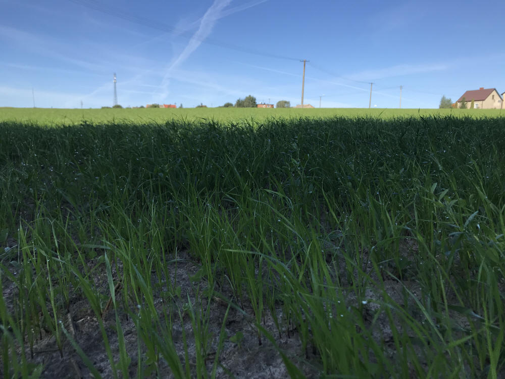Žolių mišiniai, sportinės vejos, žolės, ganyklų žolės