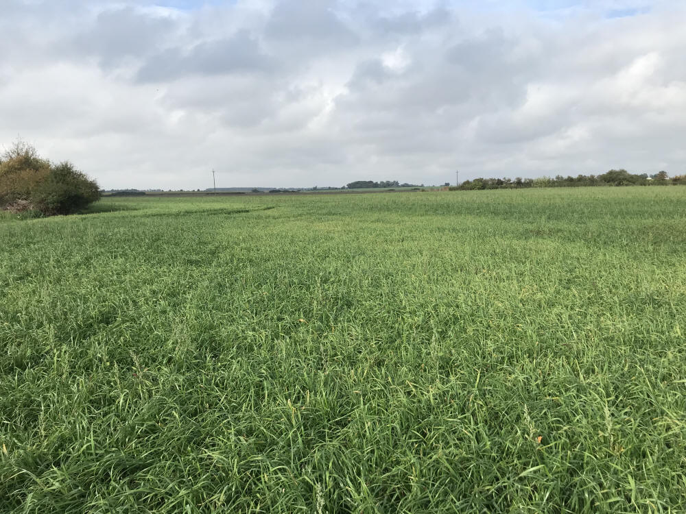 Žolių mišiniai, sportinės vejos, žolės, ganyklų žolės