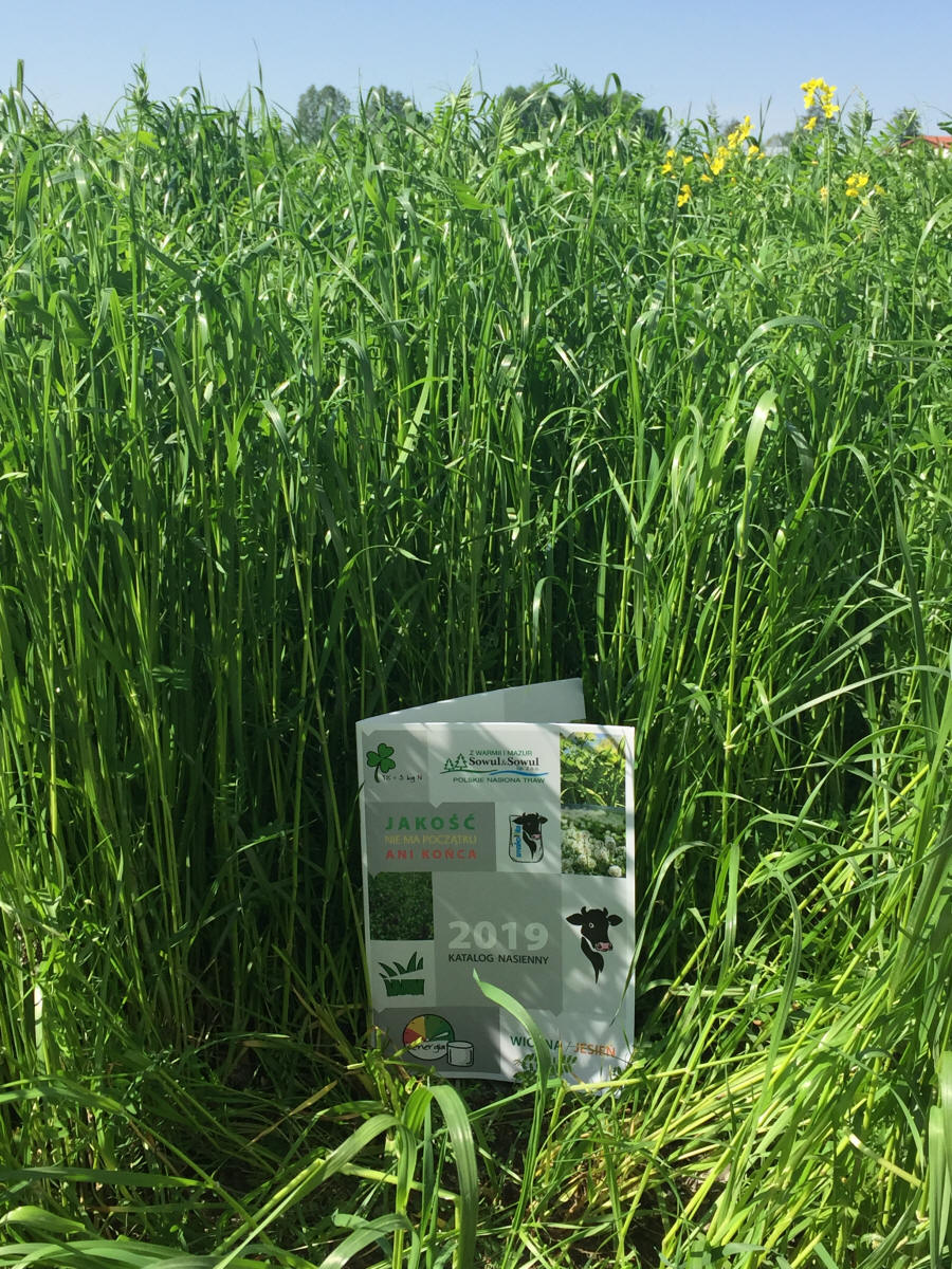 Žolių mišiniai, sportinės vejos, žolės, ganyklų žolės